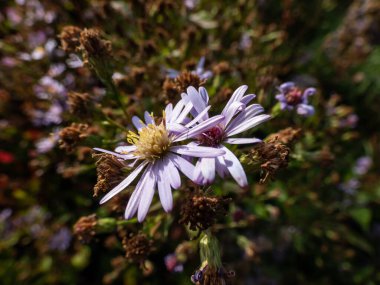 Lindley 'nin paskalyası ve fırfırlı mavi paskalyası (Symphyotrichum ciliolatum veya Aster ciliolatus) bahçede mavi, mor renkli ve sarı renkli çiçeklerle çiçeklenir.