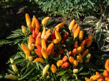 Bahçede yetişen mor, sarı ve turuncu Capsicum yıllık süs bitkisi.