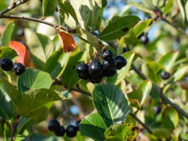 Olgun Aronia (boğaz üzümü) meyveleri yazın güneşli bir günde çalılıklarda büyür ve olgunlaşır.