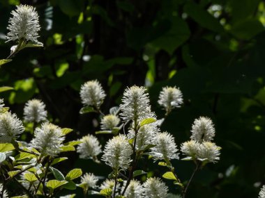 Büyük veya dağ cadısı (Fothergilla major) beyaz şişe fırçası çiçekleri ile birlikte koyu arkaplan ile parlak güneş ışığı altında çiçek açar.