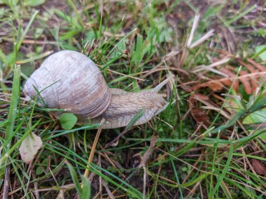 Roma salyangozunun ya da Burgundy salyangozunun (Helix pomatia) yerde sürünürken yakın plan çekimi. Avrupa 'nın en büyük kara salyangozu türlerinden biri.