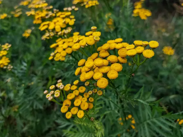 Tansi, acı düğmeler, inek acı ya da altın düğmeler (Tanasetum vulgare) yazın sarı, düğme benzeri çiçeklerle çiçek açar