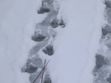 Avrasya ya da Avrupa kunduzlarının ayak izleri (Castor lifleri) kışın gölette ıslak, dondurucu bir kar ve buz üzerinde yürüyorlar.