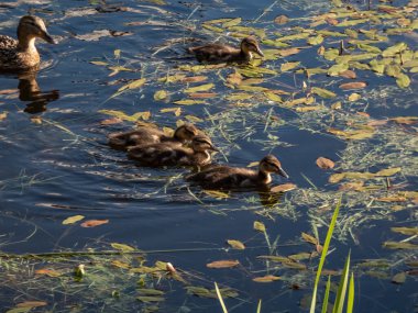 Group of fluffy ducklings of mallard or wild duck (Anas platyrhynchos) swimming together duck in blue water of a lake in bright sunlight clipart