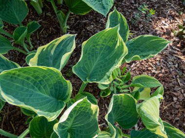 Bahçede yetişen 'Crusader' ın mavi-yeşil yapraklı ve yazın sarı kenarlı yakın çekimi.