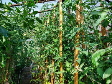 Domates fidanlarıyla dolu cam seranın manzarası yazın parlak bir güneş ışığında olgunlaşan domateslerle birlikte. Bahçe konsepti