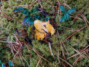 Ormanda, toprak, yosun ve orman bitkilerinin arasında yetişen altın chanterelle mantarları. Açık hava doğa manzarası
