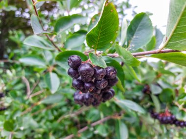 Olgun Aronia (boğaz üzümü) meyveleri yazın güneşli bir günde çalılıklarda büyür ve olgunlaşır.