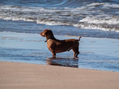 Rüzgarlı bir kış gününde kumsalda duran kahverengi dachshund.