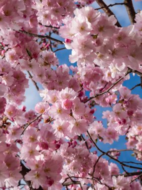 Japonya 'nın pembe kiraz çiçekleri mavi bir gökyüzünün altındaki dallarda açan pembe sakura çiçekleri.