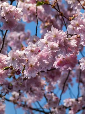 Japonya 'nın pembe kiraz çiçekleri mavi bir gökyüzünün altındaki dallarda açan pembe sakura çiçekleri.