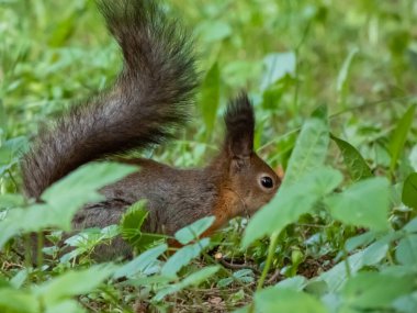 Kızıl Sincap 'ın (Sciurus vulgaris) çimenlerde otururken, pençelerini tutarken ve çam kozalağı yerken yakın plan çekimi.