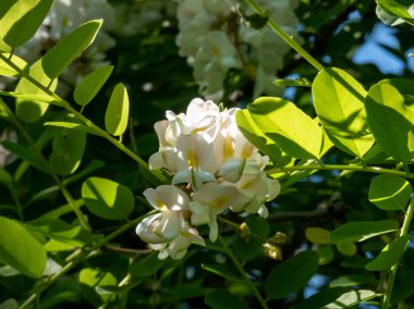 Beyaz, büyük siyah çekirge çiçekleri veya sahte akasya (robinia psödoacia) ağacı gevşek sarkmış sarkan kümeler halinde dizilmiş yazın parlak güneş ışığı altında toplanır