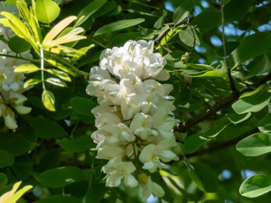 Beyaz, büyük siyah çekirge çiçekleri veya sahte akasya (robinia psödoacia) ağacı gevşek sarkmış sarkan kümeler halinde dizilmiş yazın parlak güneş ışığı altında toplanır