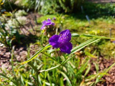 Close-up shot of the  Inchplant, spiderwort and dayflower (Tradescantia) Zwanenburg blue flowering with deep blue flower with three petals in a garden clipart