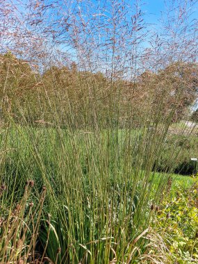 Tussock (Molinia caerulea subsp. Yazın bir bahçede büyüyen Arundinacea