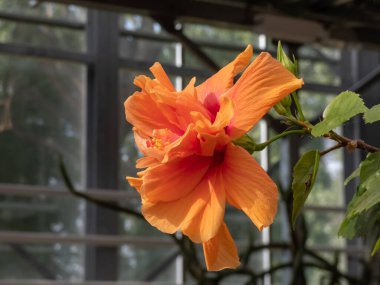 Hibiscus 'Hawai' nin büyük portakal çiçeğinin yakın plan çekimi.