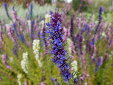 Close-up shot of the Hyssop (Hyssopus officinalis ) flowering with pink, blue or white flowers in summer clipart