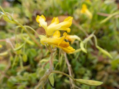 Sarı Corydalis veya kaya buharı (Pseudofumaria lutea) kayalık bahçede sarı-yeşil çiçeklerle çiçeklenirken yakın plan görüntüsü.