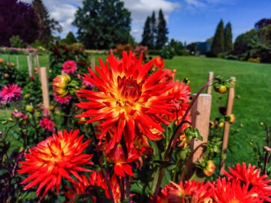 Dahlia Lisonette 'in kırmızı çizgili ve sarı tabanlı canlı çiçeklerle çiçeklenişini yakından çek.