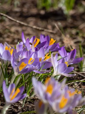 Yeşil bir çimenlikte büyüyen ve baharın başlarında görünen turuncu polenle çiçek açan menekşeli bahar timsahlarının (Crocus vernus) yakın plan çekimi.