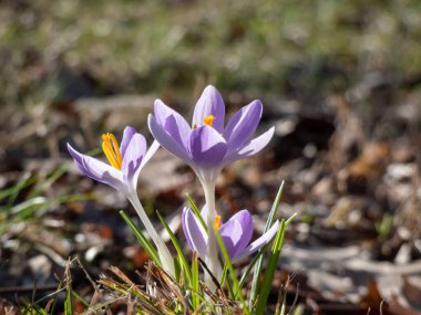 Yeşil bir çimenlikte büyüyen ve baharın başlarında görünen turuncu polenle çiçek açan menekşeli bahar timsahlarının (Crocus vernus) yakın plan çekimi.