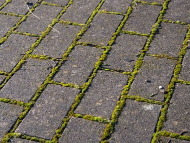 Tüm tuğlalar arasında büyüyen yeşil yosunlu asfalt manzarası. Kaldırımda büyüyen yosun.