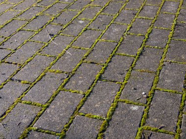 Tüm tuğlalar arasında büyüyen yeşil yosunlu asfalt manzarası. Kaldırımda büyüyen yosun.
