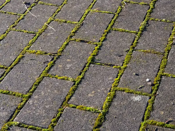 Tüm tuğlalar arasında büyüyen yeşil yosunlu asfalt manzarası. Kaldırımda büyüyen yosun.