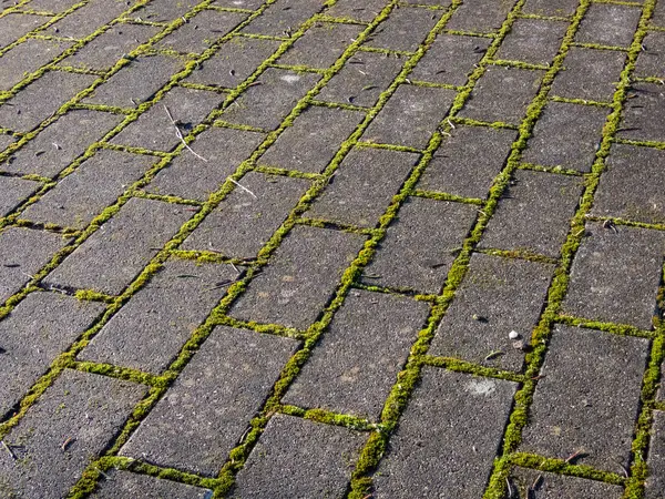 Tüm tuğlalar arasında büyüyen yeşil yosunlu asfalt manzarası. Kaldırımda büyüyen yosun.