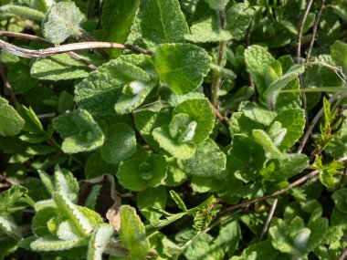 Bir ev bahçesinde yetişen Apple nanesinin (ananas, yünlü veya yuvarlak yapraklı nane) (Mentha suaveolens) yakın çekimi. Mutfak bitkisi yemek için yetiştirilir.