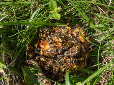 Avrupa eşekarılarının ya da yere düşen elmaları yiyen Alman sarı ceketlerinin yakın çekimi. Meyve bahçesindeki elmalarda eşek arısı hasarı