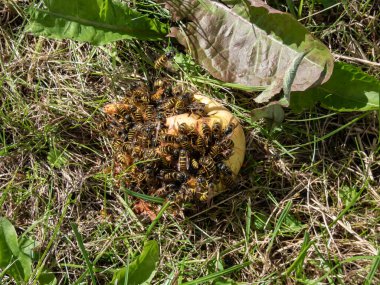 Avrupa eşekarılarının ya da yere düşen elmaları yiyen Alman sarı ceketlerinin yakın çekimi. Meyve bahçesindeki elmalarda eşek arısı hasarı