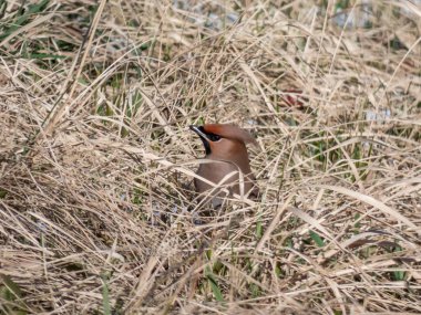Bohem kanadı (Bombycilla garrulus) gri tüylü, siyah yüzlü, yerde sivri uçlu armalı