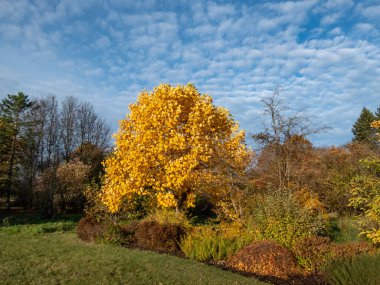 Sonbaharda yeşil ve parlak sarı yapraklı ağaçlarla kaplı bir manzara. Arka planda mavi gökyüzü var. Açık hava manzarası.