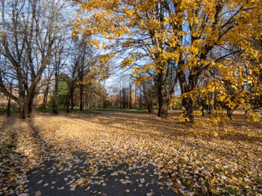 Güneşli bir günde parkın sonbahar manzarası. Park yolu ve zemin, sabahın ilk soğuğundan sonra düşen sarı yapraklar ve ağaçlarla kaplı.