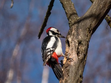 Büyük benekli ağaçkakan (Dendrocopos major), fareli köyün siyah ve beyaz tüyleri ve alt göbeğinde kırmızı bir leke ve ormanda bir ağacı oyan kırmızı işaretler.