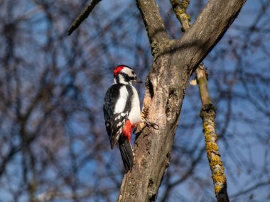 Büyük benekli ağaçkakan (Dendrocopos major), fareli köyün siyah ve beyaz tüyleri ve alt göbeğinde kırmızı bir leke ve ormanda bir ağacı oyan kırmızı işaretler.