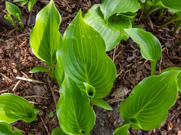 Hosta 'Invincible' ın yeşil, oval ve parlak yapraklı, hafif dalgalı kenarlı ve bahçedeki belirgin damarlı yakın çekimi.