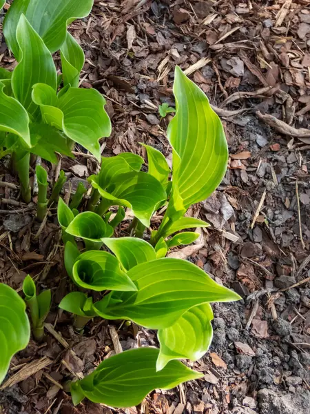Hosta 'Invincible' ın yeşil, oval ve parlak yapraklı, hafif dalgalı kenarlı ve bahçedeki belirgin damarlı yakın çekimi.