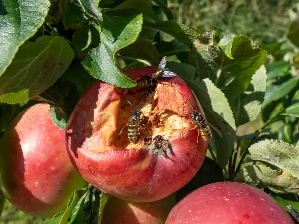 Avrupa eşekarılarının ya da kırmızı elma yiyen Alman sarı ceketlerinin yakın çekimi. Meyve bahçesindeki elmalarda eşek arısı hasarı