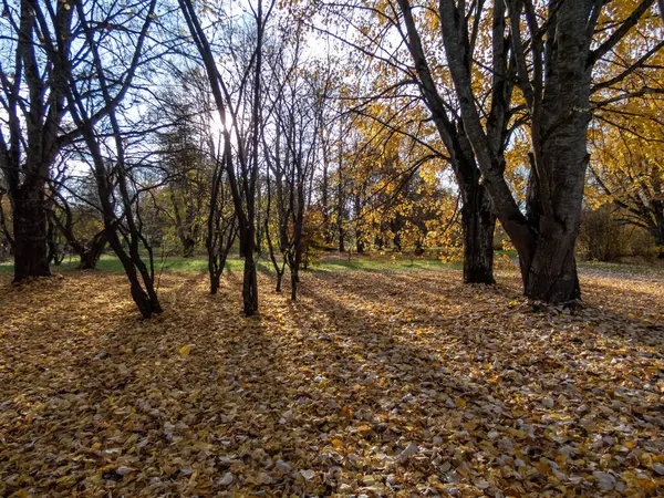 Güneşli bir günde parkın sonbahar manzarası. Park yolu ve zemin, sabahın ilk soğuğundan sonra düşen sarı yapraklar ve ağaçlarla kaplı.