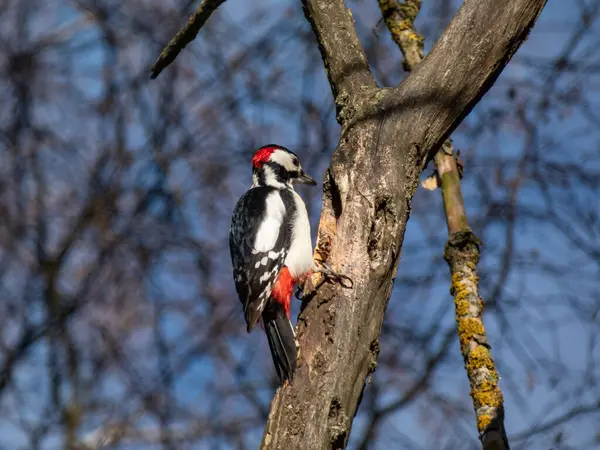 Büyük benekli ağaçkakan (Dendrocopos major), fareli köyün siyah ve beyaz tüyleri ve alt göbeğinde kırmızı bir leke ve ormanda bir ağacı oyan kırmızı işaretler.