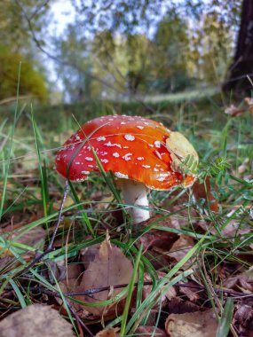 Kızıl Sinek Agarik (Amanita Muscaria), sonbaharda yeşil çimenler ve kuru yapraklarla çevrili bir ormanda beyaz siğilli mantar.