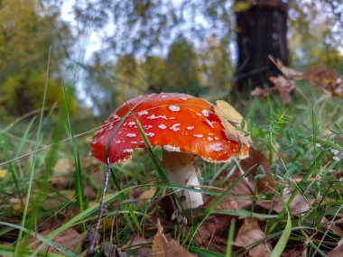 Kızıl Sinek Agarik (Amanita Muscaria), sonbaharda yeşil çimenler ve kuru yapraklarla çevrili bir ormanda beyaz siğilli mantar.