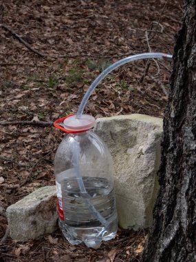 Baharda huş ağacının gövdesinden özsuyu toplamak. İlkbaharda açılmış bir huş ağacı. İlkbaharda plastik şişeye damlayan bitki özü.