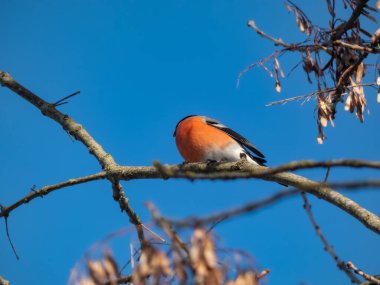 Kırmızı kuş Avrasya ispinozu (Pyrrhula pyrrhula), arka planda mavi gökyüzü olan bir ağacın dallarında oturur.