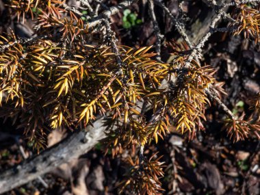 Sarı ve kahverengi iğneli bir parkta büyüyen 'Nana Aurea' nın (Juniperus Communis) yakın çekimi