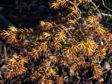Sarı ve kahverengi iğneli bir parkta büyüyen 'Nana Aurea' nın (Juniperus Communis) yakın çekimi