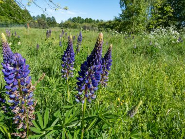 Mavi kapsül lupine (büyük yapraklı, büyük yapraklı lupin) (Lupinus polyphyllus) yazın bir çayırda büyüyen yakın çekim